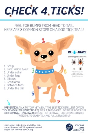 Lyme Disease in Dogs Symptoms Treatments